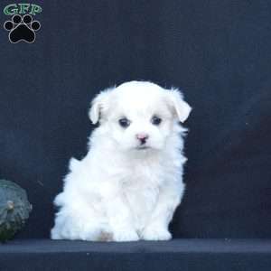 Nikki, Maltese Puppy
